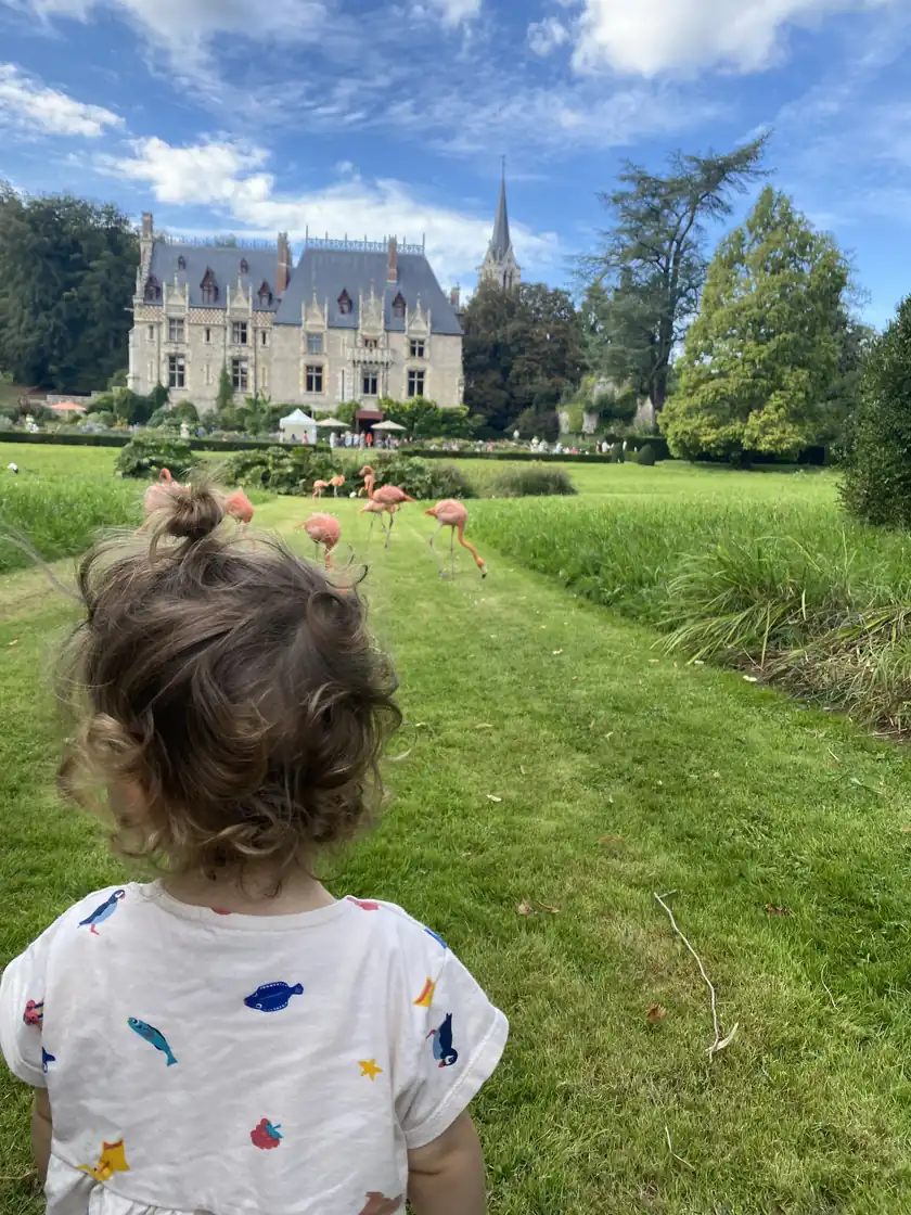 Enfant observant les flamants du Chili en liberté devant le château du Parc de Clères, en Seine-Maritime